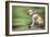 Bulldog on Skateboard-null-Framed Photographic Print