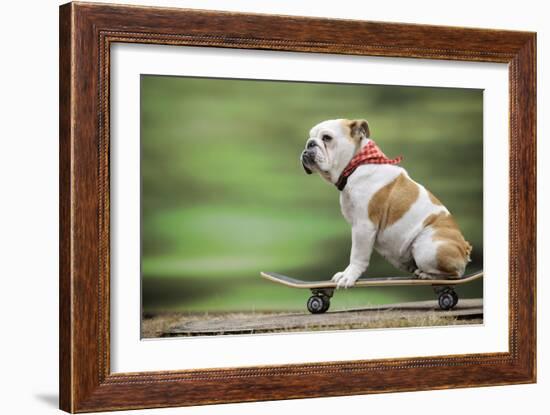 Bulldog on Skateboard-null-Framed Photographic Print