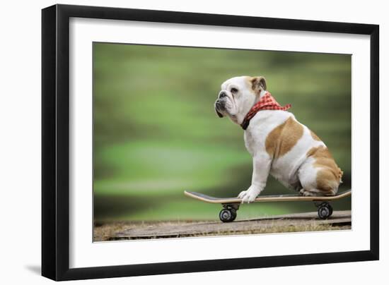 Bulldog on Skateboard-null-Framed Photographic Print