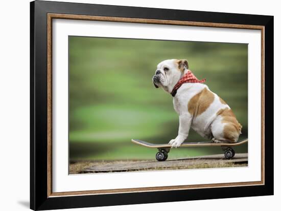 Bulldog on Skateboard-null-Framed Photographic Print