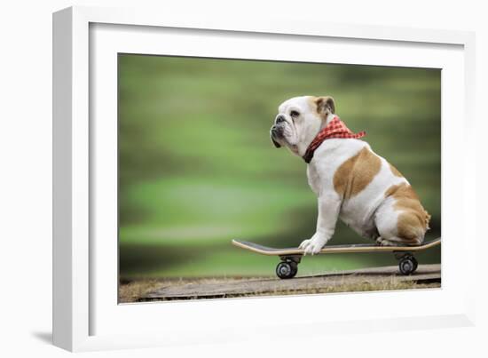 Bulldog on Skateboard-null-Framed Photographic Print