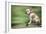 Bulldog on Skateboard-null-Framed Photographic Print