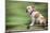 Bulldog on Skateboard-null-Mounted Photographic Print