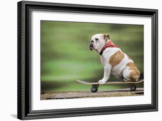 Bulldog on Skateboard-null-Framed Photographic Print
