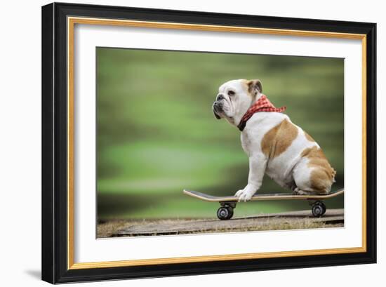 Bulldog on Skateboard-null-Framed Photographic Print