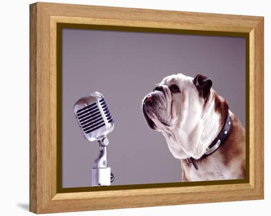Bulldog Preparing to Sing into Microphone-Larry Williams-Framed Premier Image Canvas