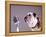 Bulldog Preparing to Sing into Microphone-Larry Williams-Framed Premier Image Canvas