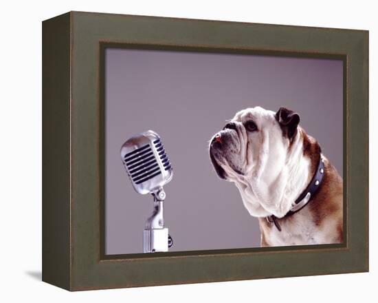 Bulldog Preparing to Sing into Microphone-Larry Williams-Framed Premier Image Canvas