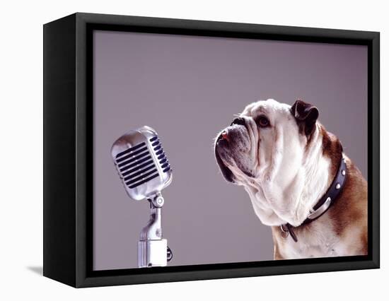 Bulldog Preparing to Sing into Microphone-Larry Williams-Framed Premier Image Canvas