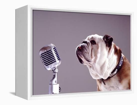 Bulldog Preparing to Sing into Microphone-Larry Williams-Framed Premier Image Canvas