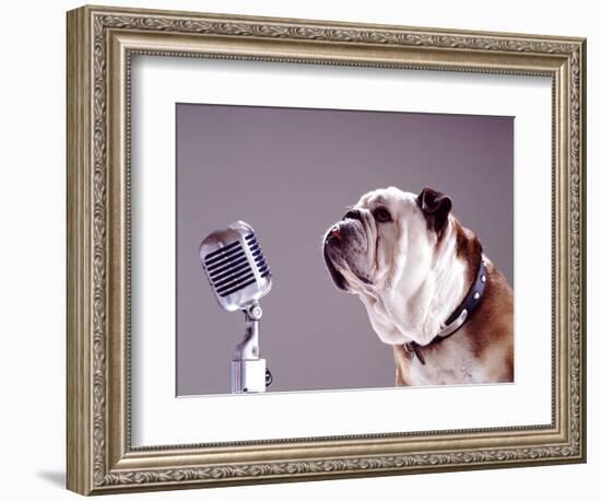 Bulldog Preparing to Sing into Microphone-Larry Williams-Framed Photographic Print