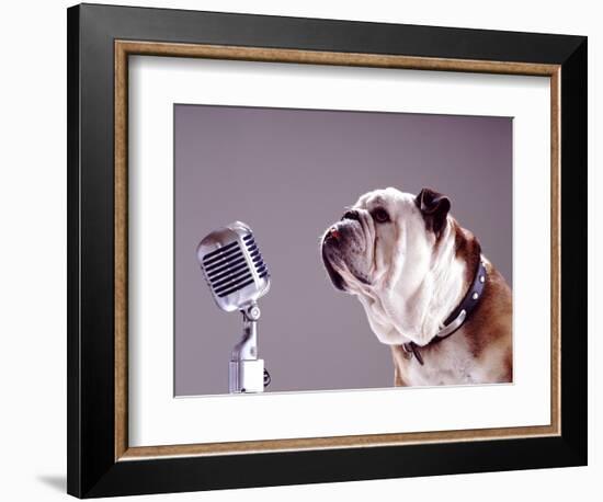 Bulldog Preparing to Sing into Microphone-Larry Williams-Framed Photographic Print