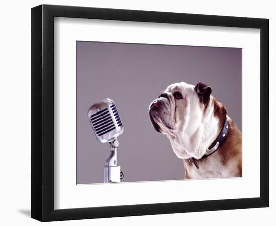 Bulldog Preparing to Sing into Microphone-Larry Williams-Framed Photographic Print