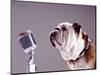 Bulldog Preparing to Sing into Microphone-Larry Williams-Mounted Photographic Print