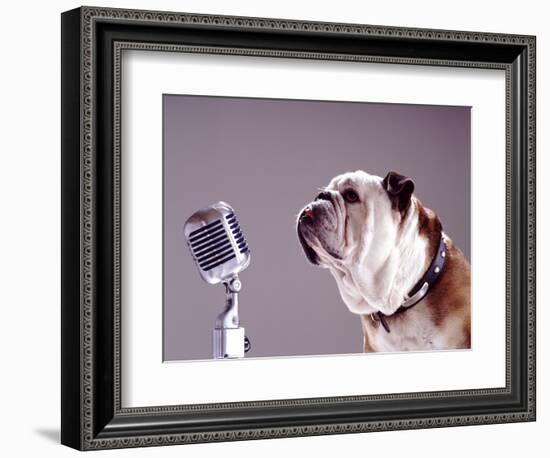 Bulldog Preparing to Sing into Microphone-Larry Williams-Framed Photographic Print