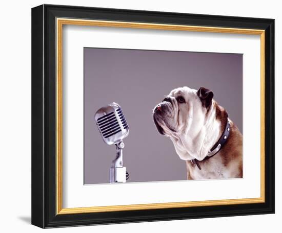 Bulldog Preparing to Sing into Microphone-Larry Williams-Framed Photographic Print