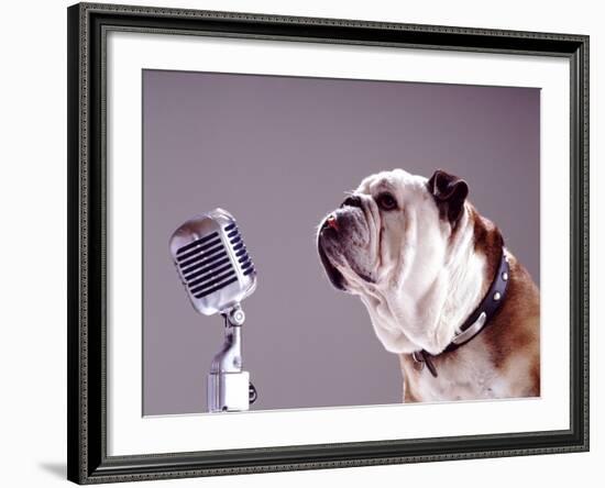 Bulldog Preparing to Sing into Microphone-Larry Williams-Framed Photographic Print