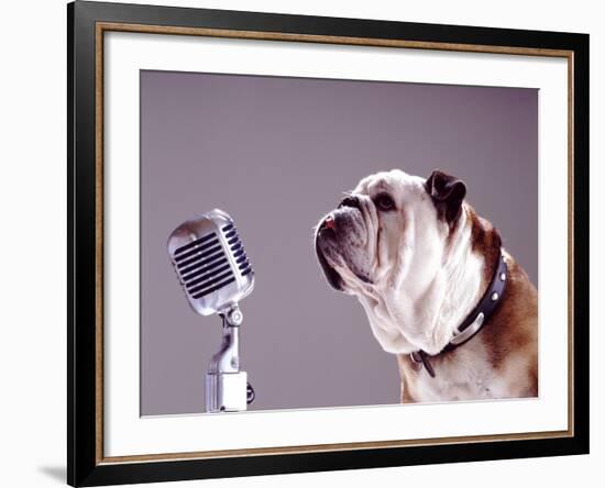 Bulldog Preparing to Sing into Microphone-Larry Williams-Framed Photographic Print