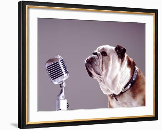 Bulldog Preparing to Sing into Microphone-Larry Williams-Framed Photographic Print