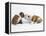 Bulldog Puppies Playing-Peter M. Fisher-Framed Premier Image Canvas