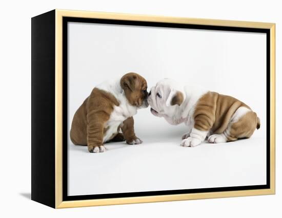 Bulldog Puppies Playing-Peter M. Fisher-Framed Premier Image Canvas