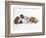 Bulldog Puppies Playing-Peter M. Fisher-Framed Photographic Print