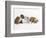 Bulldog Puppies Playing-Peter M. Fisher-Framed Photographic Print