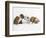 Bulldog Puppies Playing-Peter M. Fisher-Framed Photographic Print