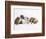 Bulldog Puppies Playing-Peter M. Fisher-Framed Photographic Print