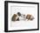 Bulldog Puppies Playing-Peter M. Fisher-Framed Photographic Print