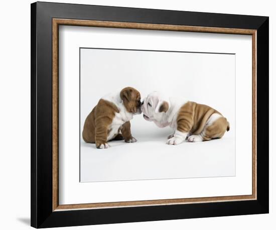 Bulldog Puppies Playing-Peter M. Fisher-Framed Photographic Print