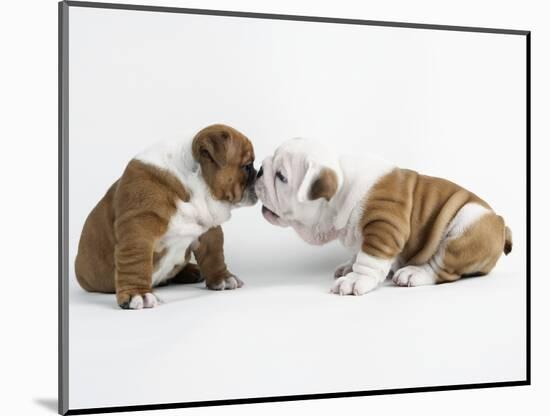 Bulldog Puppies Playing-Peter M. Fisher-Mounted Photographic Print