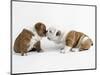 Bulldog Puppies Playing-Peter M. Fisher-Mounted Photographic Print