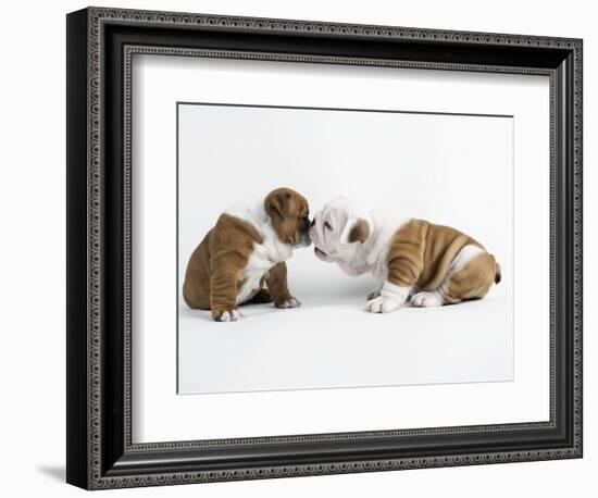 Bulldog Puppies Playing-Peter M. Fisher-Framed Photographic Print