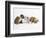 Bulldog Puppies Playing-Peter M. Fisher-Framed Photographic Print