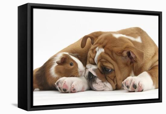 Bulldog Puppy, 11 Weeks, and Guinea Pig-Mark Taylor-Framed Premier Image Canvas