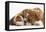 Bulldog Puppy, 11 Weeks, and Guinea Pig-Mark Taylor-Framed Premier Image Canvas