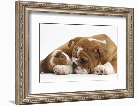 Bulldog Puppy, 11 Weeks, and Guinea Pig-Mark Taylor-Framed Photographic Print