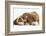 Bulldog Puppy, 11 Weeks, and Guinea Pig-Mark Taylor-Framed Photographic Print