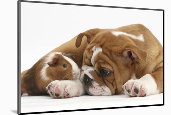 Bulldog Puppy, 11 Weeks, and Guinea Pig-Mark Taylor-Mounted Photographic Print