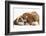 Bulldog Puppy, 11 Weeks, and Guinea Pig-Mark Taylor-Framed Photographic Print