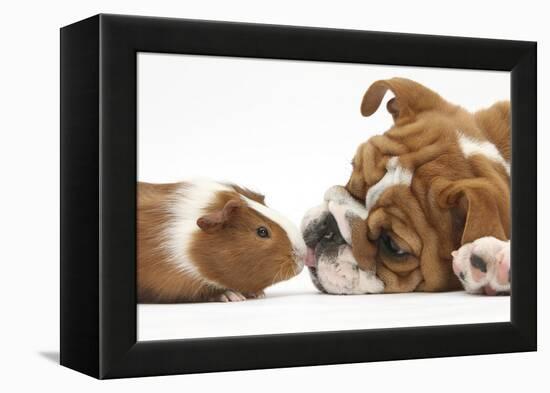 Bulldog Puppy, 11 Weeks, Face-To-Face with Guinea Pig-Mark Taylor-Framed Premier Image Canvas