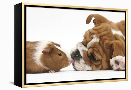 Bulldog Puppy, 11 Weeks, Face-To-Face with Guinea Pig-Mark Taylor-Framed Premier Image Canvas