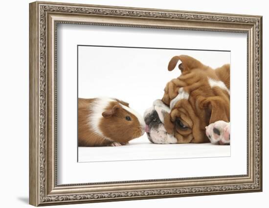 Bulldog Puppy, 11 Weeks, Face-To-Face with Guinea Pig-Mark Taylor-Framed Photographic Print