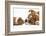 Bulldog Puppy, 11 Weeks, Face-To-Face with Guinea Pig-Mark Taylor-Framed Photographic Print