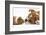 Bulldog Puppy, 11 Weeks, Face-To-Face with Guinea Pig-Mark Taylor-Framed Photographic Print