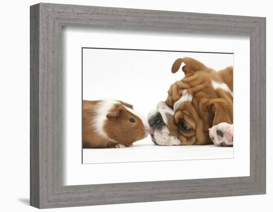 Bulldog Puppy, 11 Weeks, Face-To-Face with Guinea Pig-Mark Taylor-Framed Photographic Print