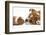 Bulldog Puppy, 11 Weeks, Face-To-Face with Guinea Pig-Mark Taylor-Framed Photographic Print