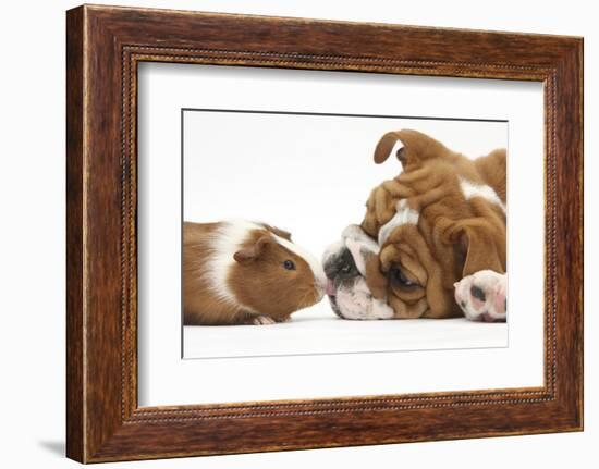 Bulldog Puppy, 11 Weeks, Face-To-Face with Guinea Pig-Mark Taylor-Framed Photographic Print