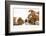 Bulldog Puppy, 11 Weeks, Face-To-Face with Guinea Pig-Mark Taylor-Framed Photographic Print